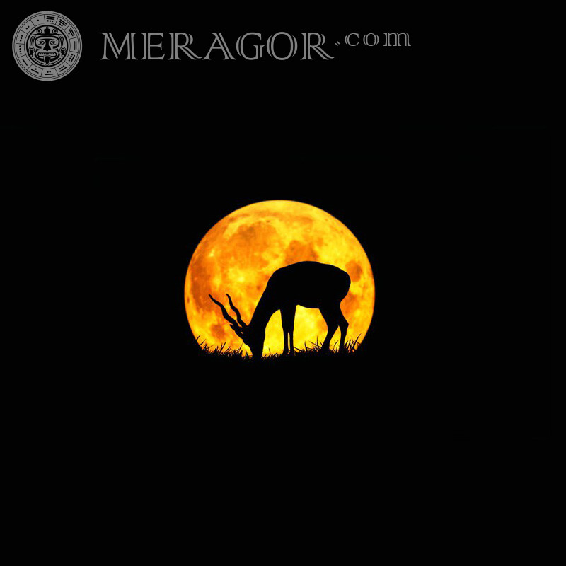 Silhouette de lune antilope sur profil Autres animaux