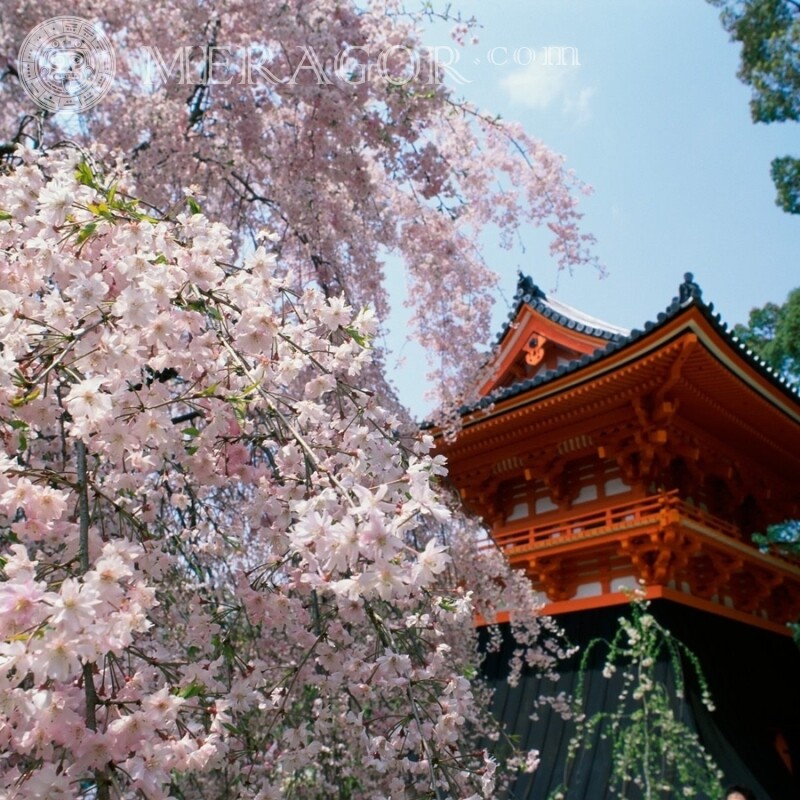Pagoda and sakura photo for profile picture Buildings Nature