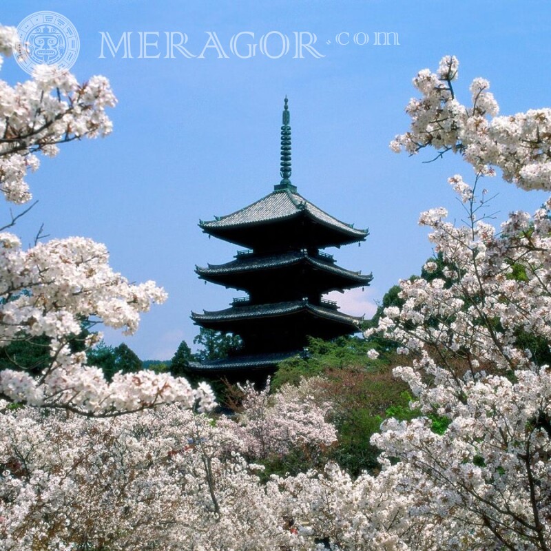 Pagoda y flores de cerezo para foto de perfil. Edificios Naturaleza