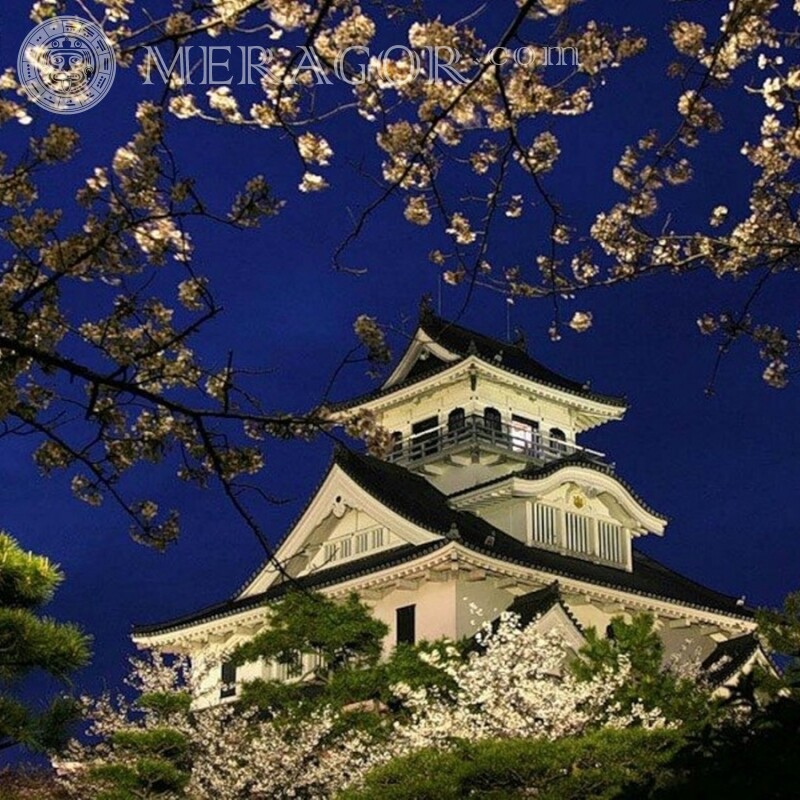 Pagoda y foto nocturna de sakura para tu foto de perfil Edificios
