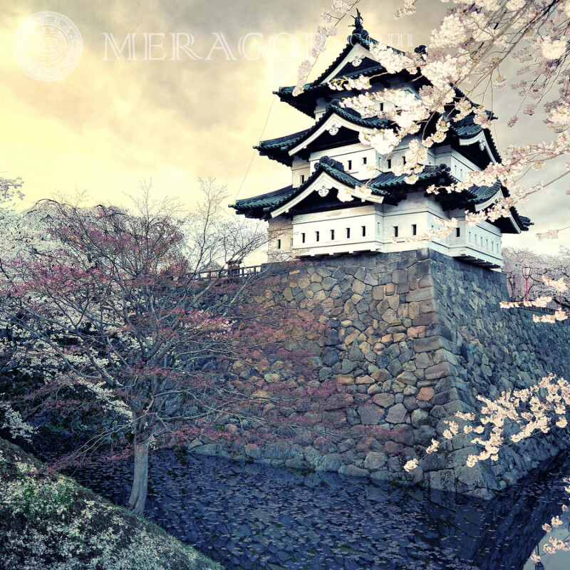 Pagoda and cherry blossoms for profile picture download Buildings