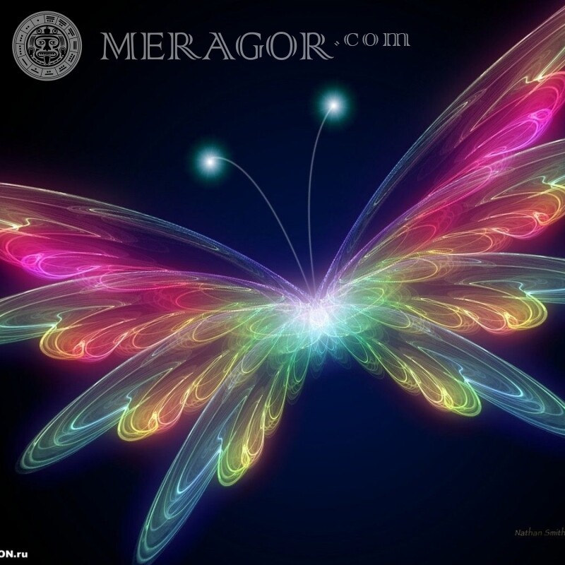 Téléchargement d'image de papillon arc-en-ciel Insectes Papillons