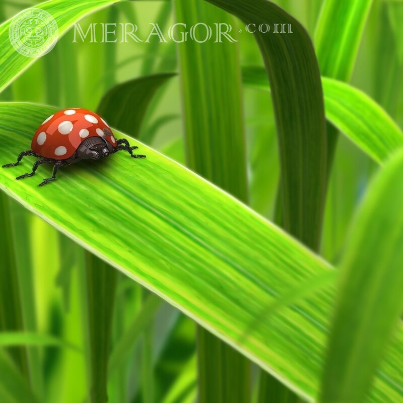 Beautiful pictures of ladybugs Insects