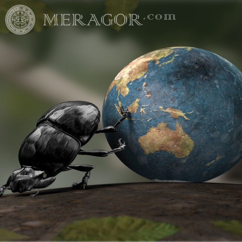 Téléchargement d'image de scarabée Insectes Animaux drôles