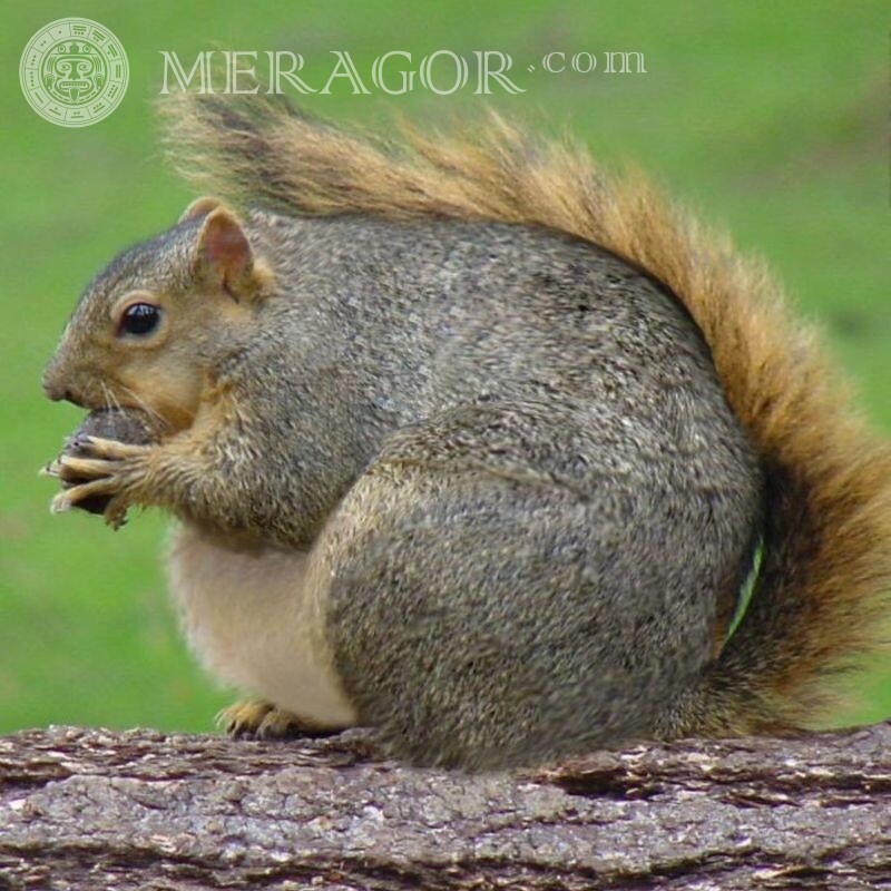 Fat Squirrel Avatar Lustig Eiweißstoffe Lustige Tiere