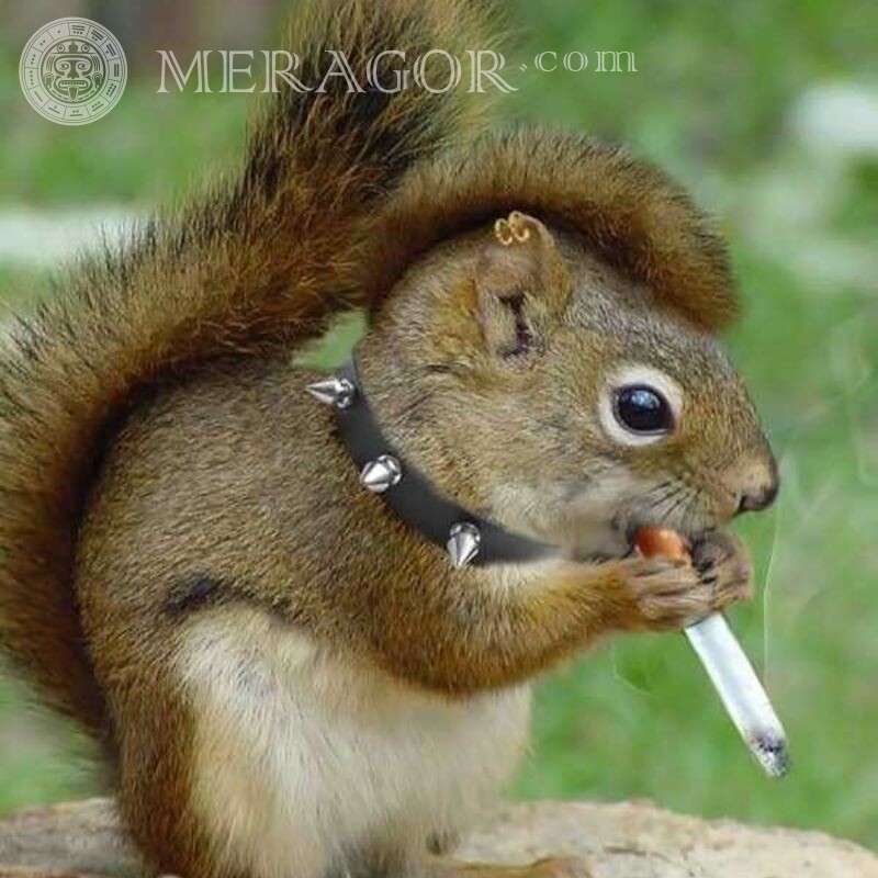 Eichhörnchen Foto lustig auf Avatar herunterladen Eiweißstoffe Steam Lustige Tiere