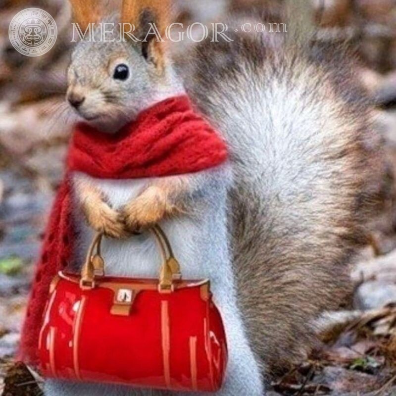 Avatar with a squirrel for a funny girl Squirrels Reds Funny animals