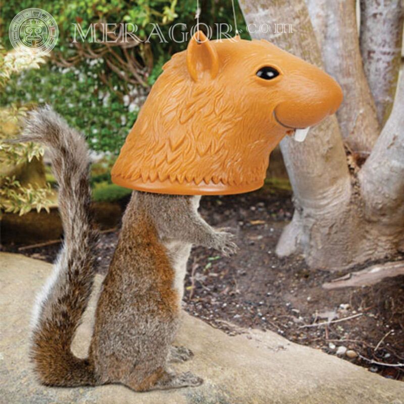 Avatar de esquilo legal Proteínas Animais engraçados