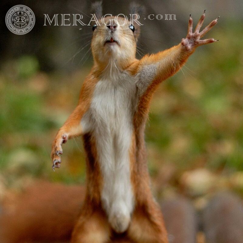 Echte Fotos von Eichhörnchen sind lustig Eiweißstoffe Lustige Tiere