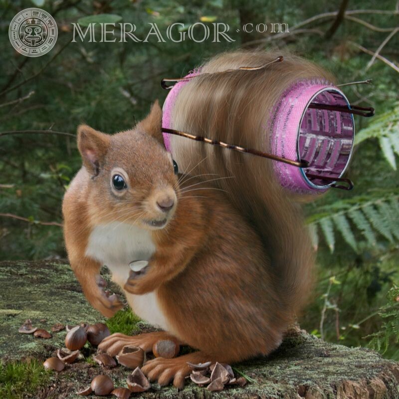 Belles blagues sur une fille écureuil Ecureuils Animaux drôles