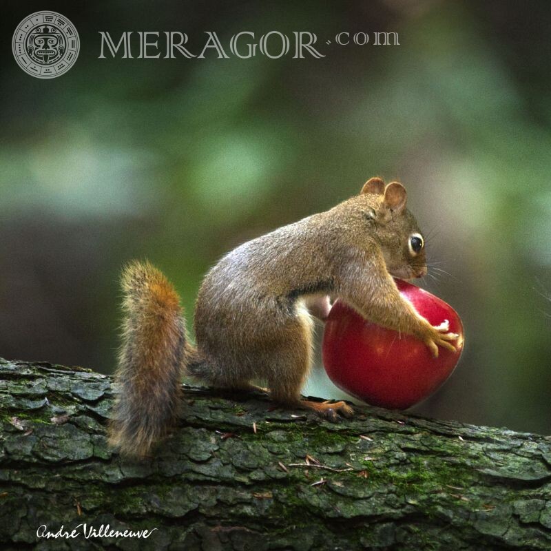 Lindo avatar com um esquilo e uma maçã Proteínas