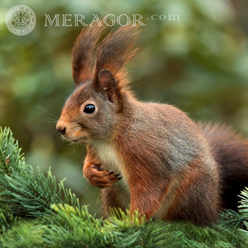 Schönes Foto eines Eichhörnchens im Frühjahr Eiweißstoffe