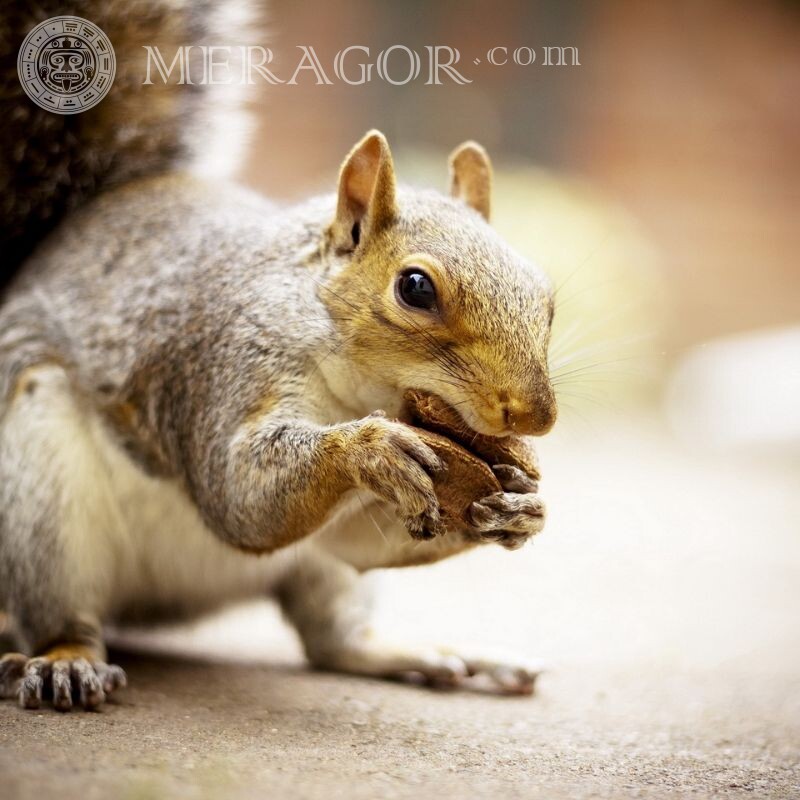 Schönes Foto eines Eichhörnchens mit einer Nuss auf einem Avatar Eiweißstoffe