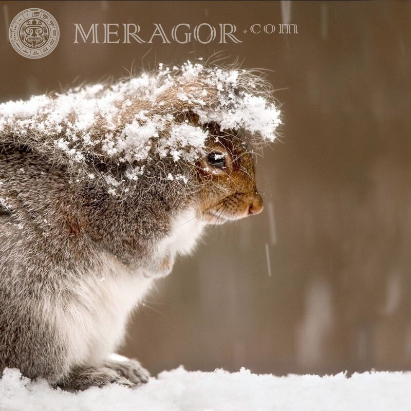 Écureuil en hiver belle photo Ecureuils