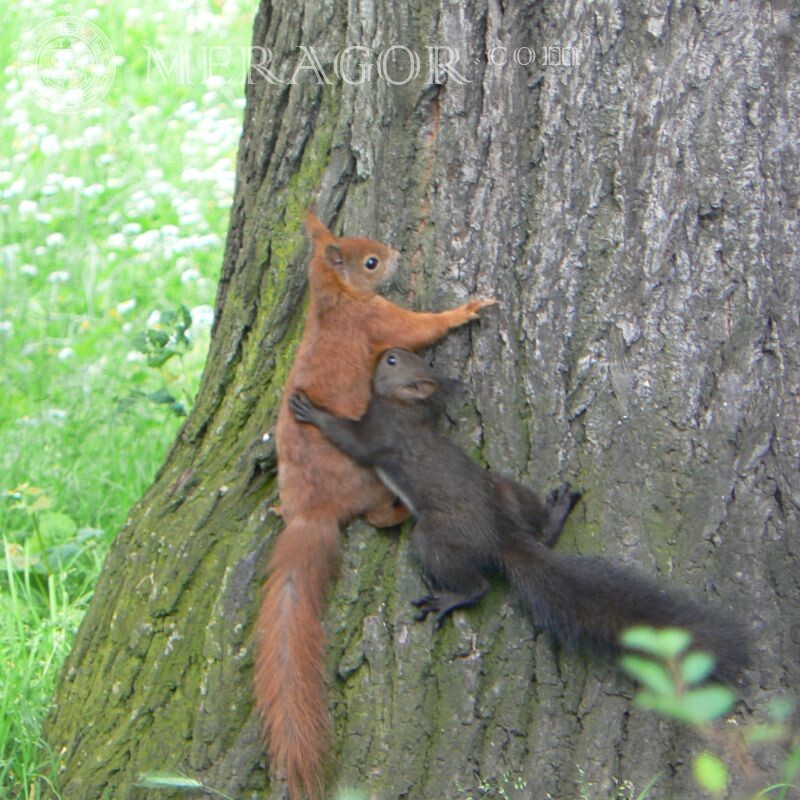 Schönes Foto eines roten und schwarzen Eichhörnchens Eiweißstoffe