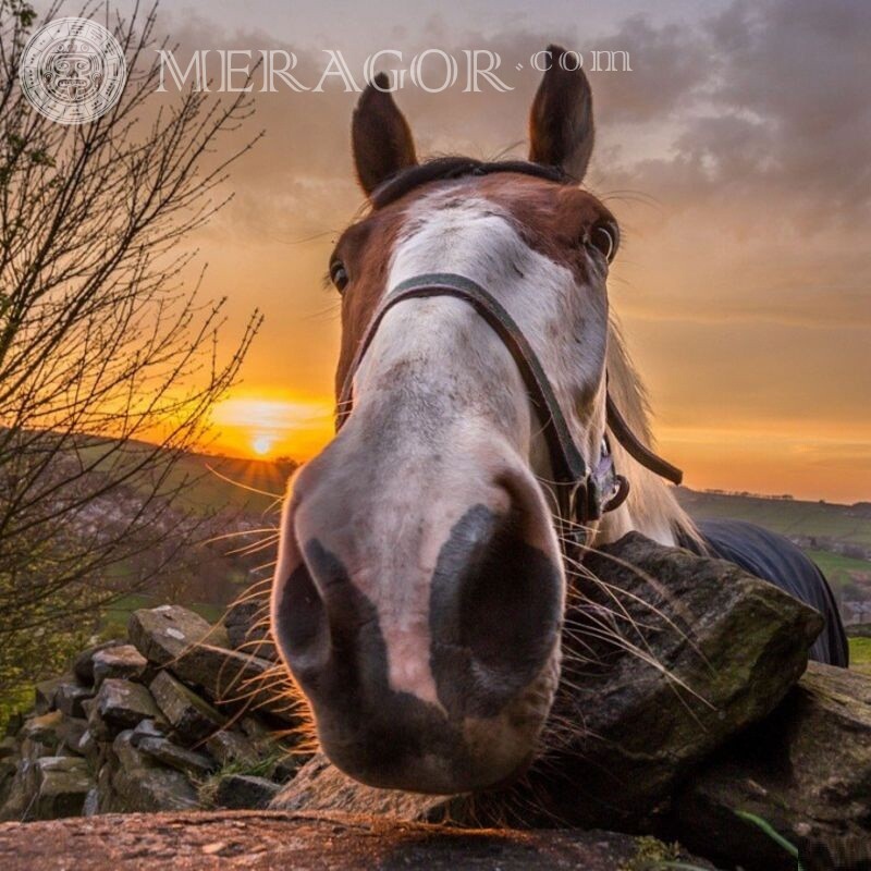 Horse face, photo for icon Horses