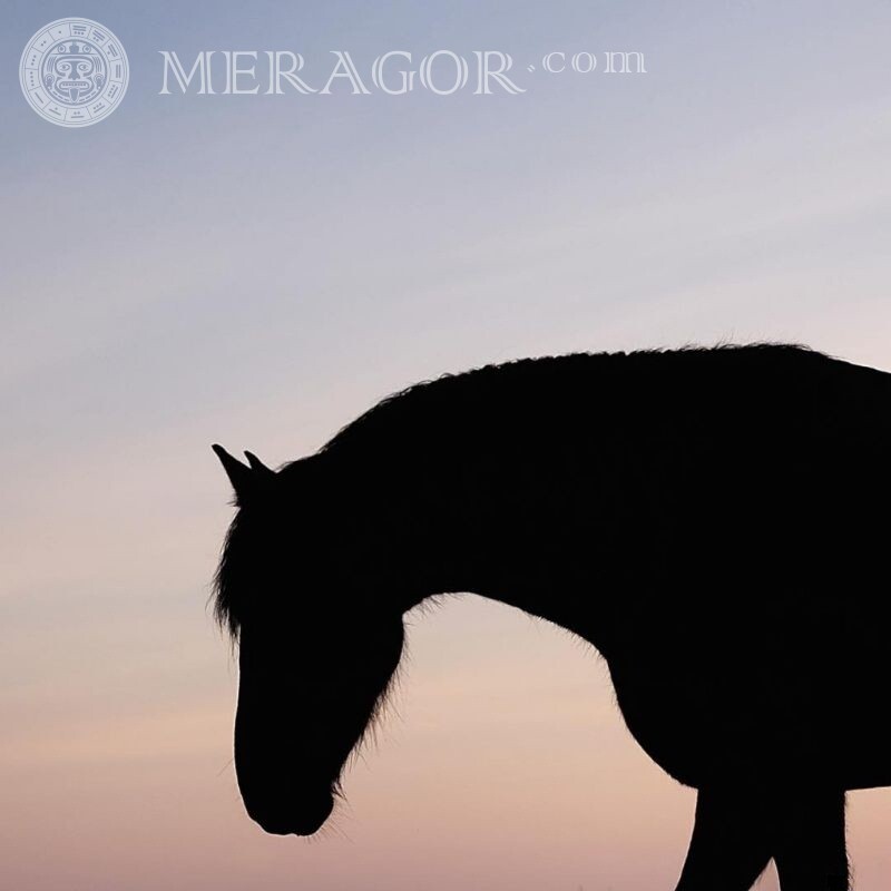 Silhouette de cheval sur avatar Chevaux