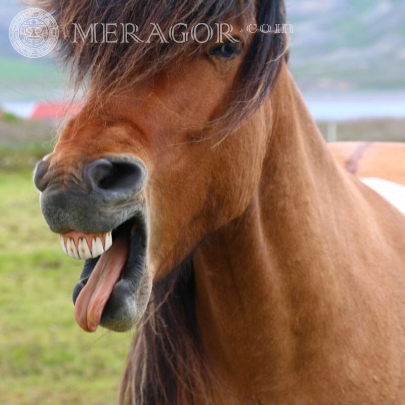 Прикольные лошади на аватар Лошади Смешные животные