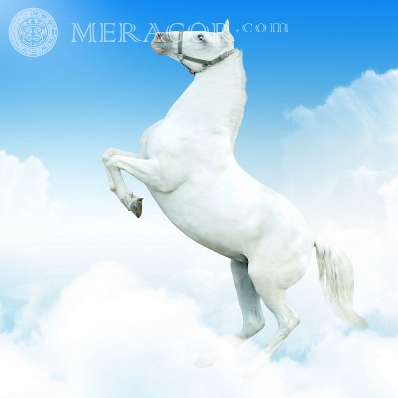 Белая лошадь на аватар Лошади