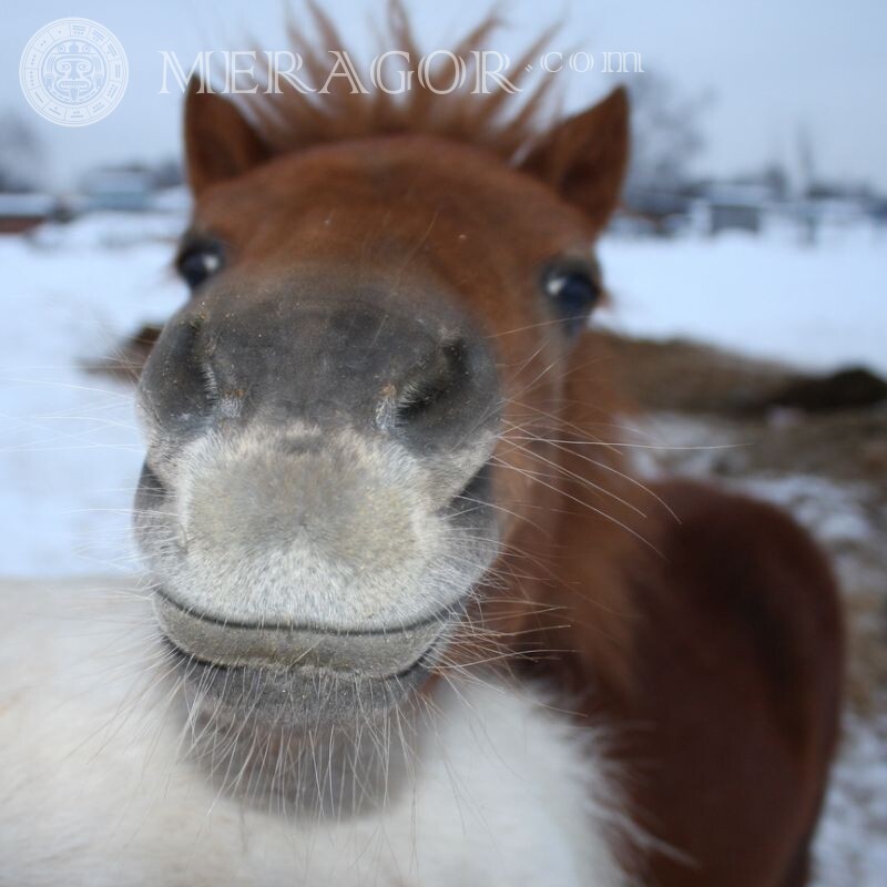 Imagem de rosto de cavalo para avatar Cavalo