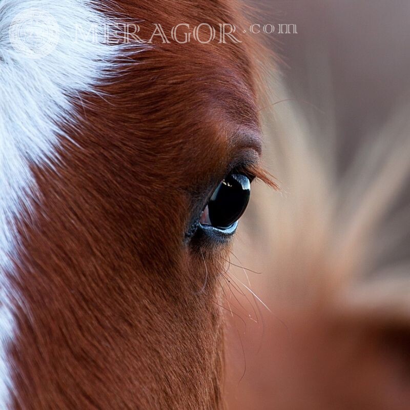 Olhos de cavalo Cavalo