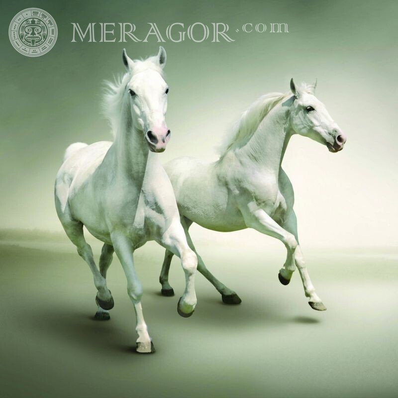 Dois cavalos em um avatar Cavalo