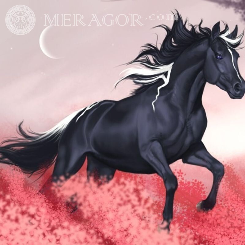 Чорний кінь на аву Коня