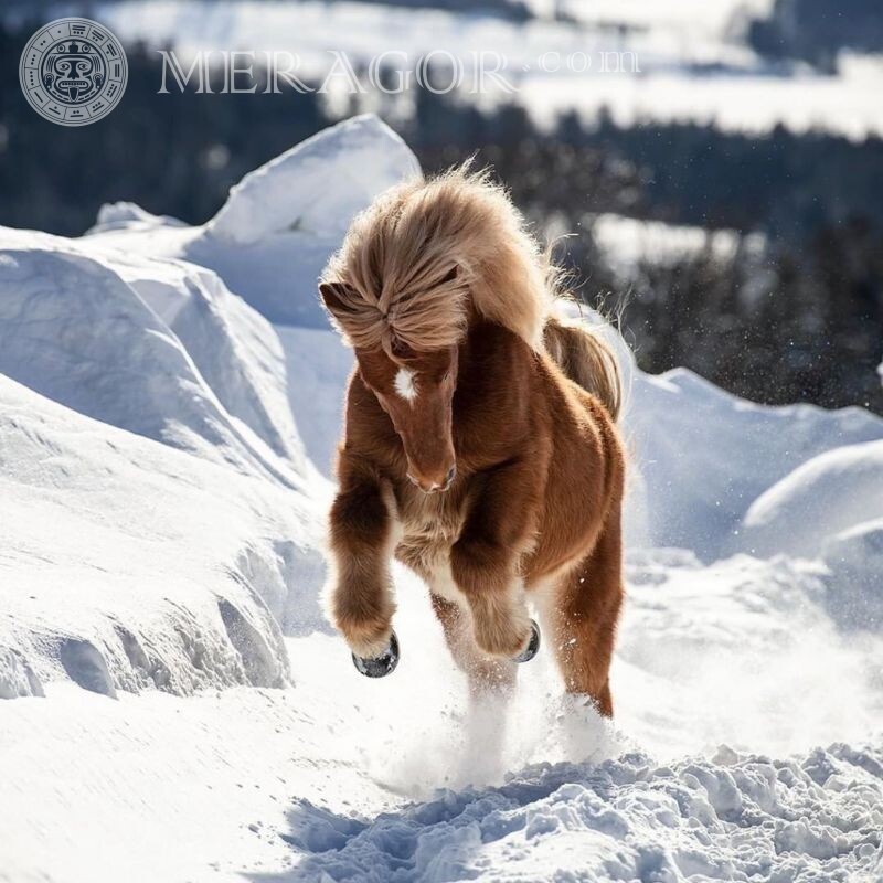 Красивое фото коня на аву Лошади