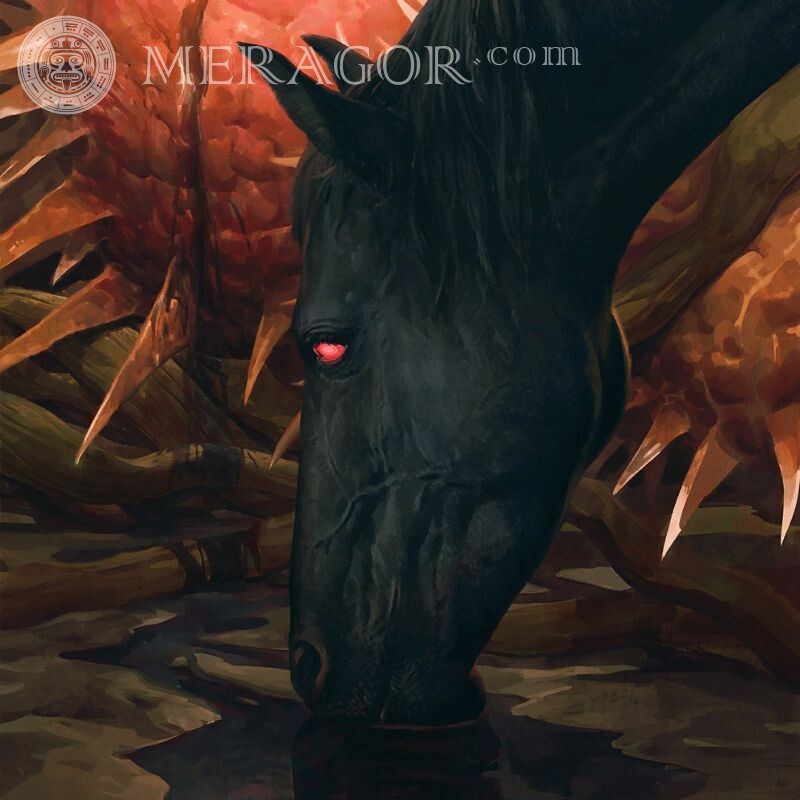 Imagen de caballo negro para avatar Caballos