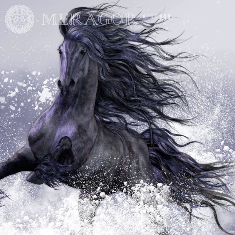 Schönes schwarzes Pferd auf Avatar Pferde