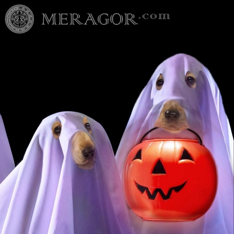 Icon on Halloween Holidays Dogs