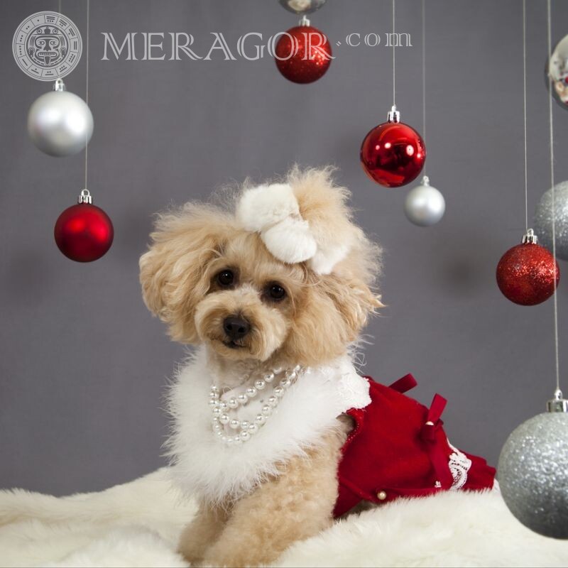 Картинка с собакой новогодний аватар Праздники Собаки