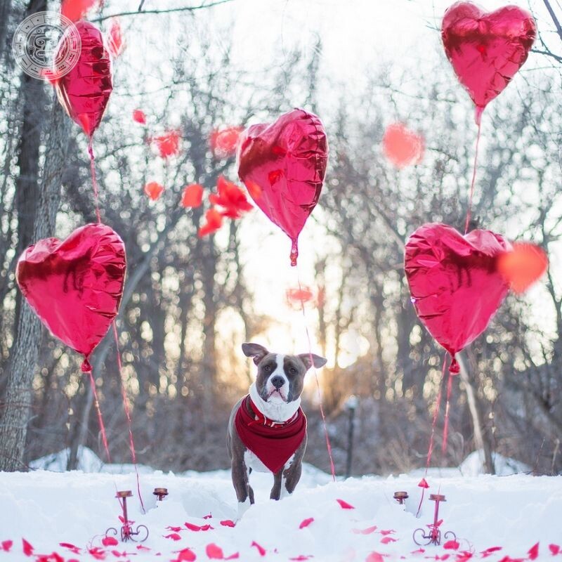 Avatar mit Hund Valentinstag Feierzeit Hunde
