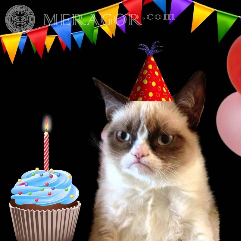 Lustiger Avatar zum Geburtstag Katzen Feierzeit