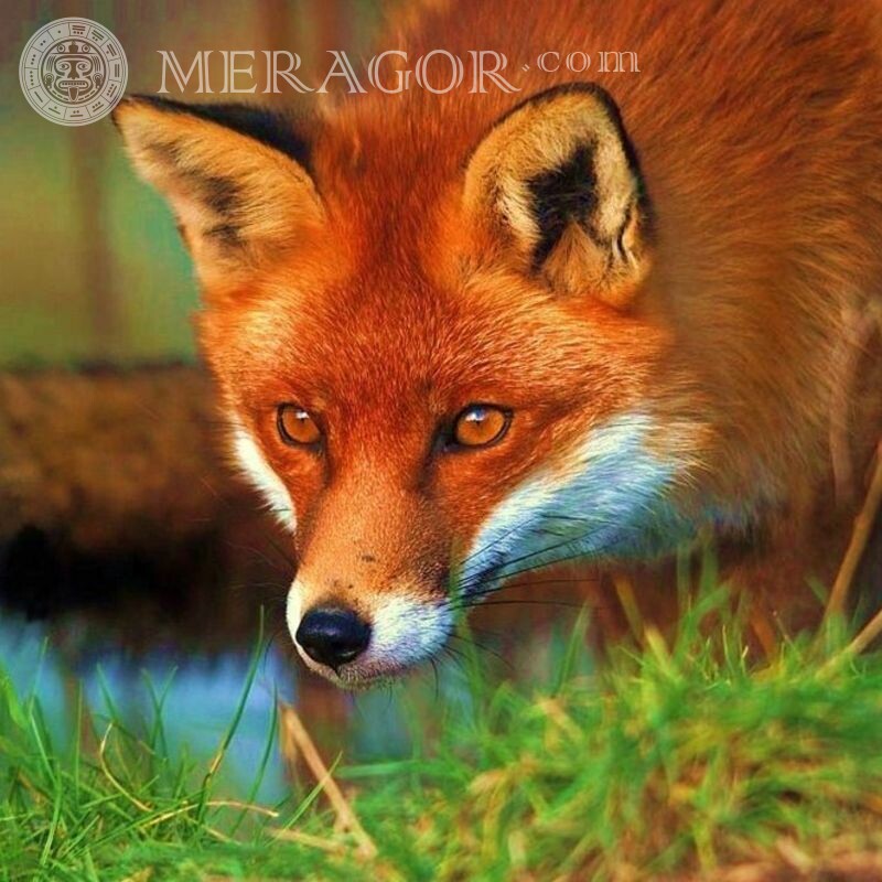 Beautiful fox for icon Foxes