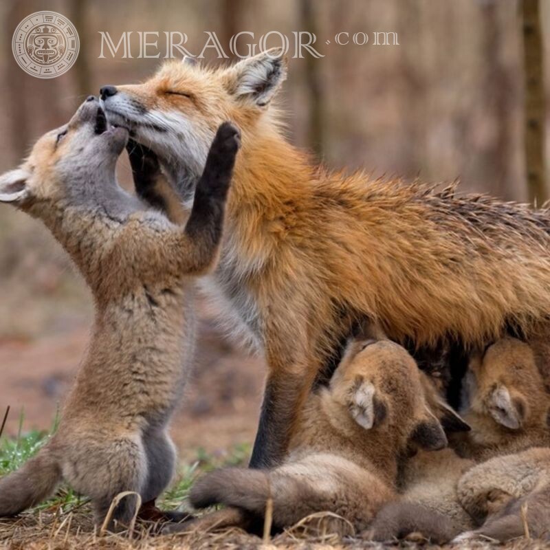 Foto de raposa e filhotes para avatar Raposa Família