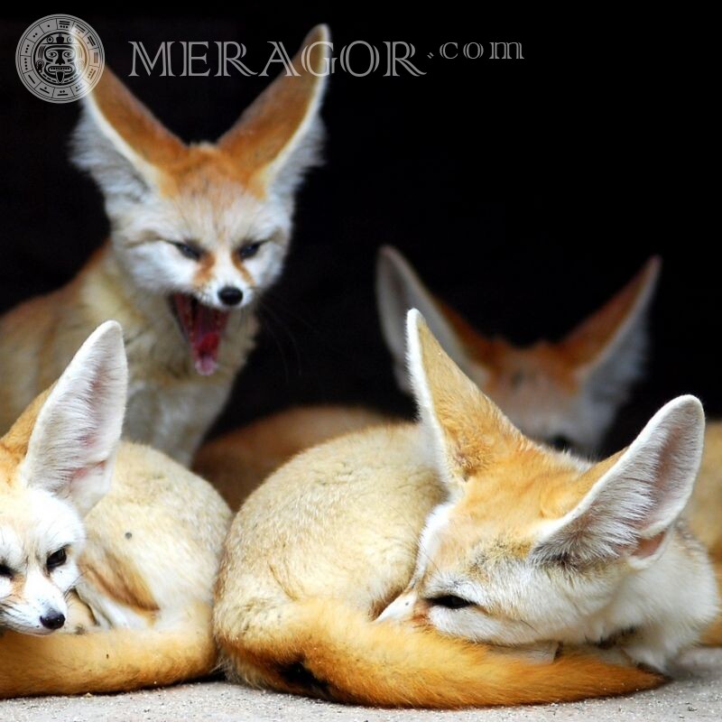 Many foxes for icon Foxes