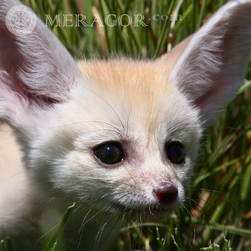 Fenech, eared fox for icon Foxes
