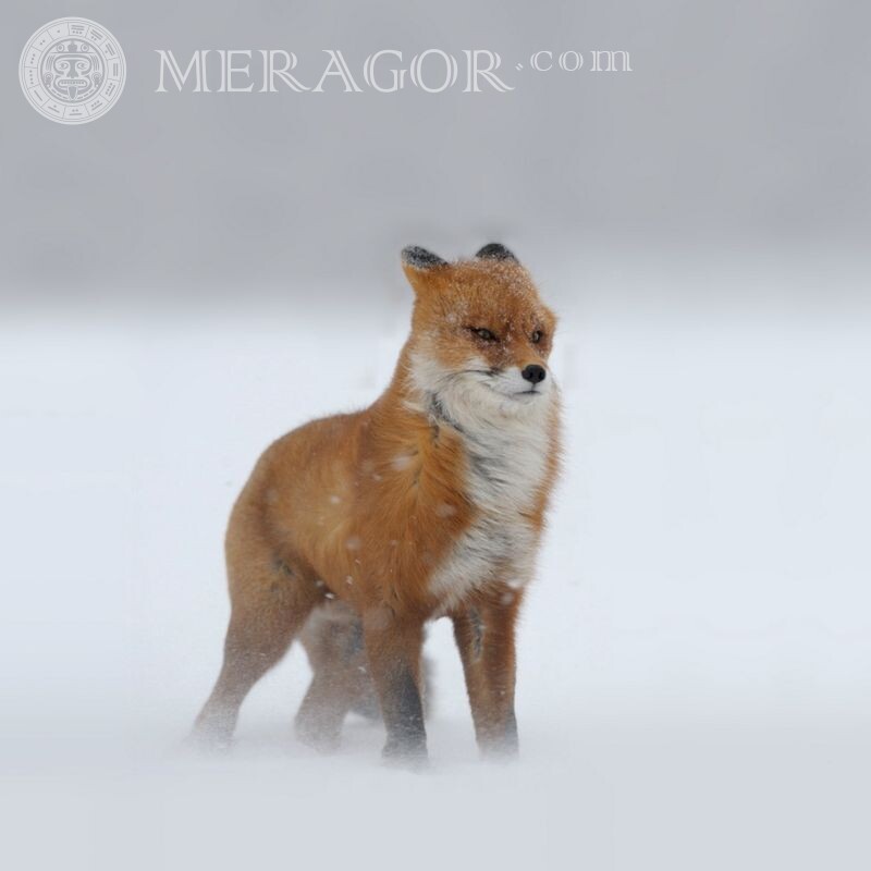 Fox for avatar Foxes