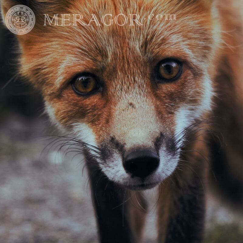 Linda foto de uma raposa em um avatar Raposa