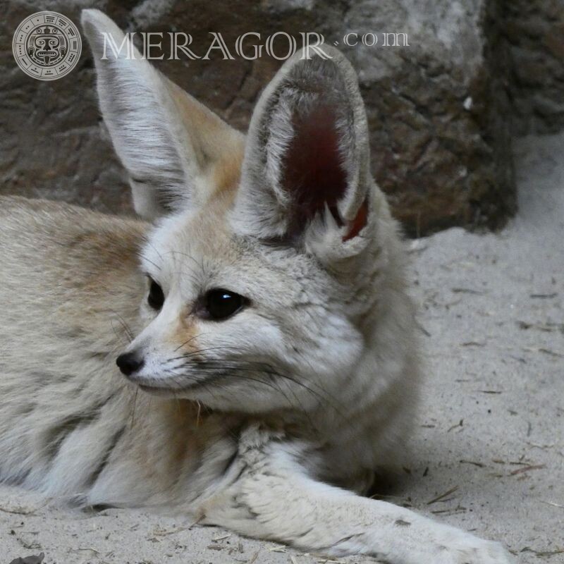Fennec fox en avatar Zorros