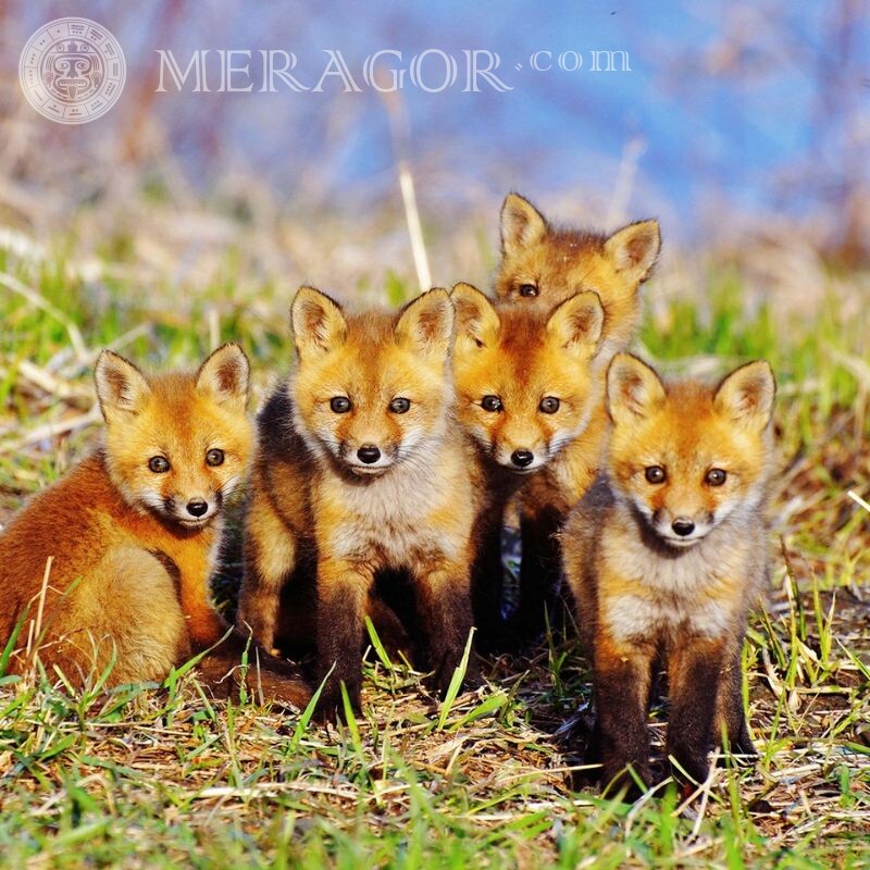 Foxes for avatar Foxes