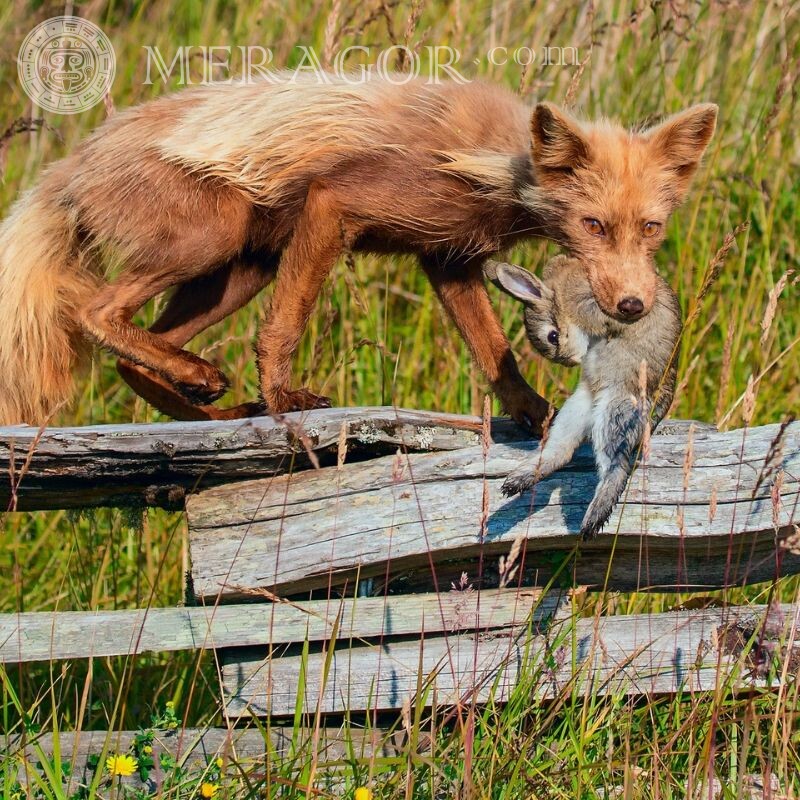 Fuchs mit Beutebild für Avatar Füchse