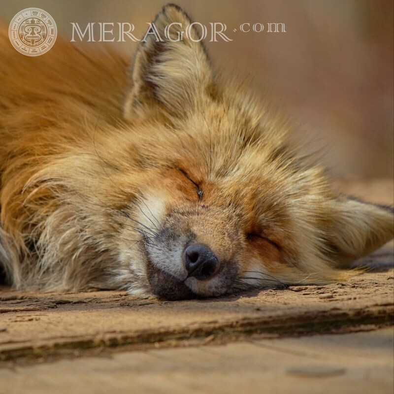 Foto de raposa dormindo para avatar Raposa
