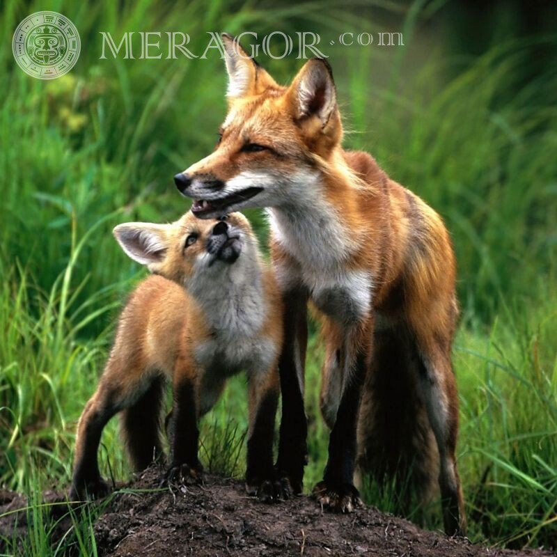 Photo de famille de renards pour avatar Renards