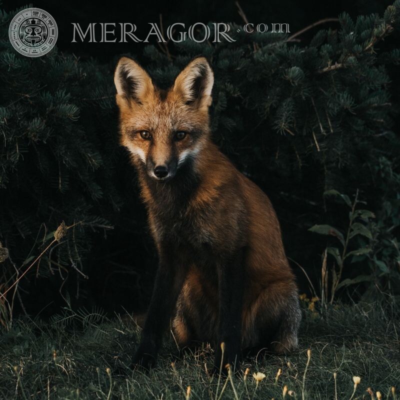 Descarga de imágenes de Fox Zorros