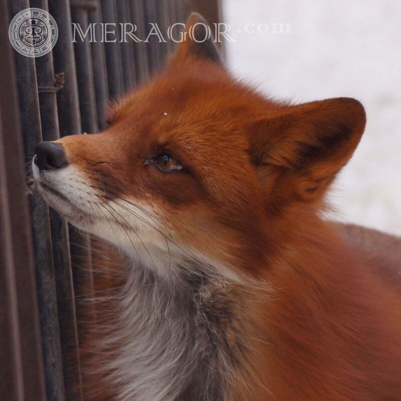 Portrait of a fox for icon Foxes