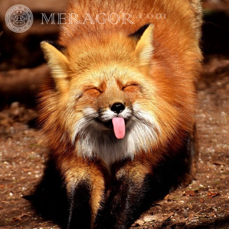 Download fox avatar Foxes