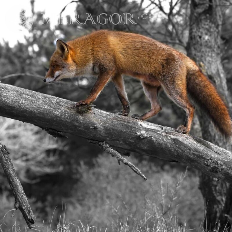 Avatar de Fox | 0 Zorros