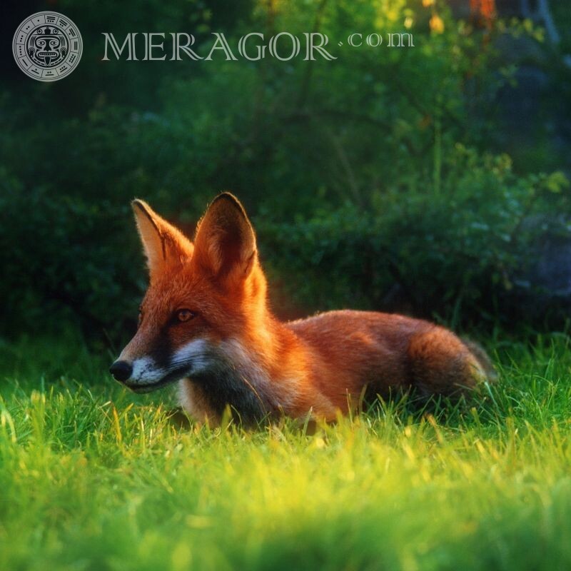 Beautiful fox avatars Foxes